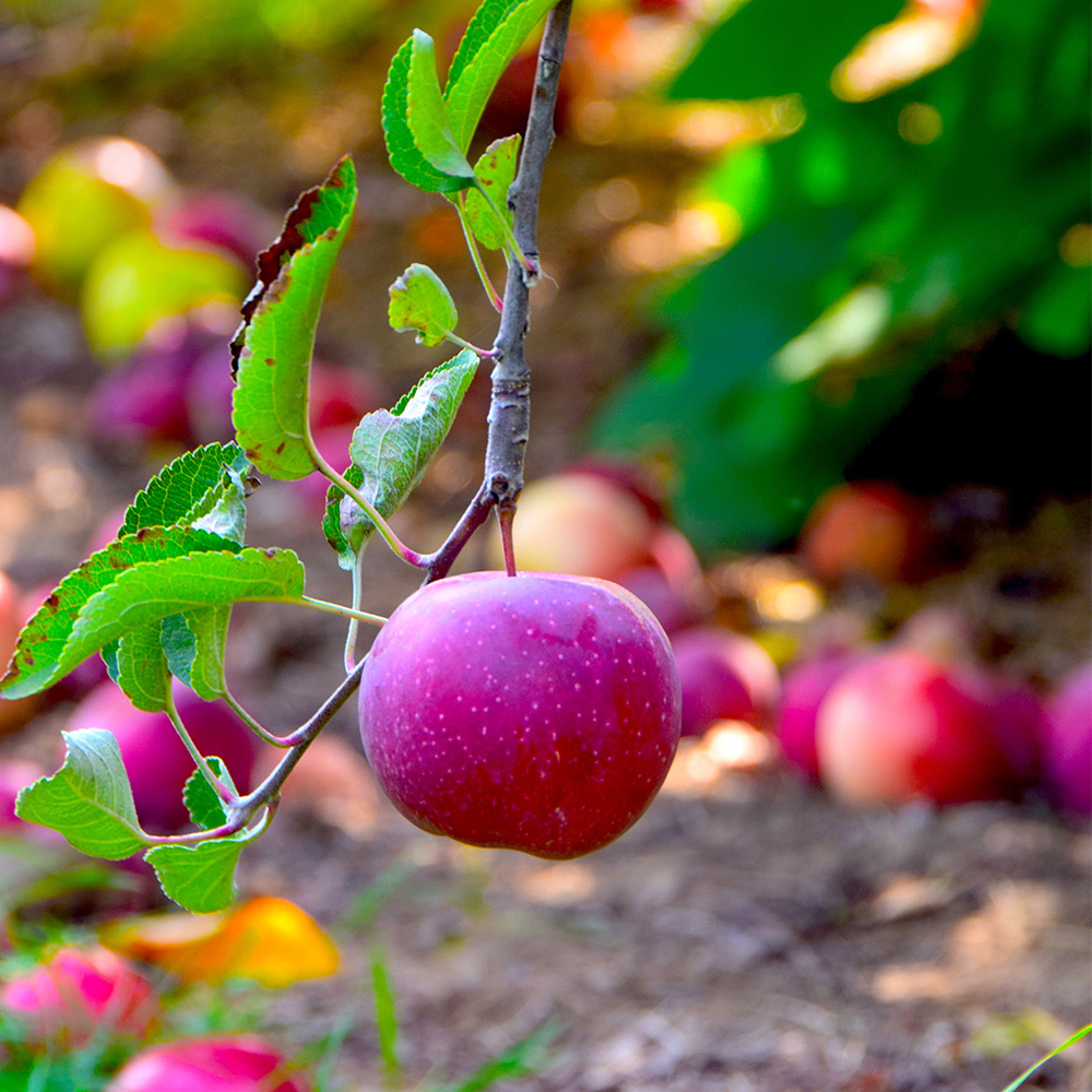 This is a photo I took at Thiessen Orchards in Leamington Ontario. I have very fond memories of this day as I was taking photos for a photography project and spent quality time with my mother.